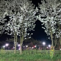 梨の花ライトアップ“梨灯り”