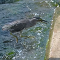 千里川河口のイソシギ、ササゴイ ・・・ 9月5日