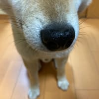 豆
