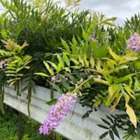 フジの花