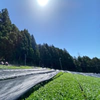 眩しくも美しく輝く太陽✨🌱✨