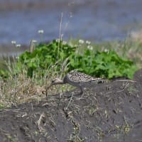 コシャクシギの食事シーン