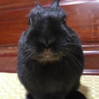決めました！