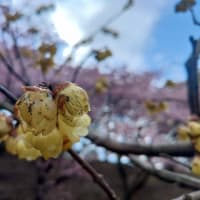 3月2日、河津桜を、見に行った。