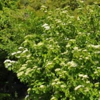 ガマズミ　蒲染 　スイカズラ科　初夏の白い花は秋に赤い実になります。今日の野鳥：メジロ