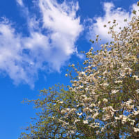 紅白の揃う庭先花水木