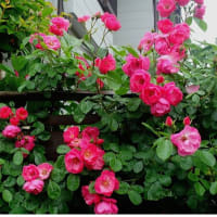 私の四季「薔薇が咲き出しました」