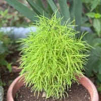 家庭菜園で初トマト収穫🍅