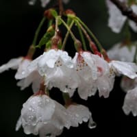 逝く春