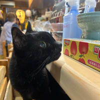 看板猫のいるお店で猫飲み (2506-4)