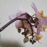 もう定番と化したフラミンゴ～！