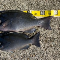 2024後半の釣果