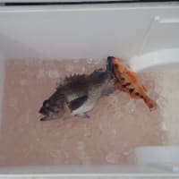ビビって！