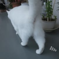 風通るベランダ