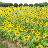 和泉リサイクル公園のひまわり　２０２５
