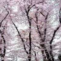 桜華やぐ季節　(Ⅷ）