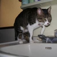 のどが渇いたにゃあ～