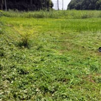 休耕田の草刈り
