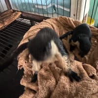 クロオオリスの赤ちゃんが生まれました