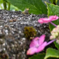7月6日日曜日　