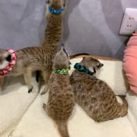 シュガーの子育て備忘録⑧