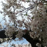桜の季節ど真ん中