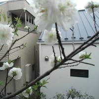 葉桜までのいっとき　　花桃が盛り