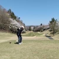 満開の桜の中でゴルフ！
