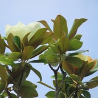 泰山木の花見納め