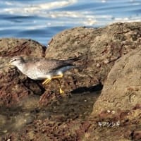 08/16探鳥記録写真-3：8月上旬に出会った鳥たち（キアシシギ、ウグイス、コゲラ、シジュウカラ、ガビチョウ、ホオジロ、クロサギ、ミサゴほか）