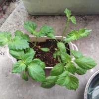 しそ大葉とねぎの収穫、枝豆の状況・・・・。