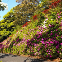 ナンジャモンジャの木が花ざかり