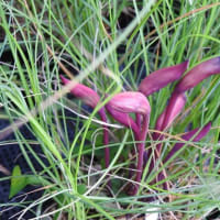 寄生植物「ナンバンギセル」の開花