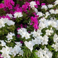 今朝のひとりごと