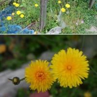 ２５年０６月１２日　サトイモ追肥＆草取り
