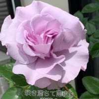 2025.5.3(土)   薔薇