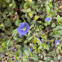 庭の色とりどりの花