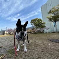 今日は、ボストンテリアのチェス君の初七日