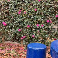 山茶花か？椿か？