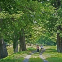 皐月の欅林情景　その　3