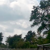 母との散歩🚶