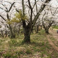 桜の回廊・昇り竜桜の光城山、長峰山