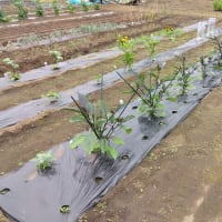 サツマイモの植付け