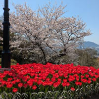 花見サーフィン