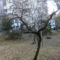 4月3日(水)のつぶやき★杏の花満開の木に咲く花は梅の花散った後枝越しに見る！