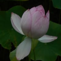 蓮の花咲いたと思ったらいつの間にか