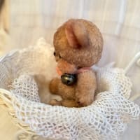 こぐまぷくちゃん・・・ｵﾄﾄﾞｹｽﾞﾐ~♪