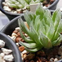 梅雨明けも待たずに弱るハオルチアかな