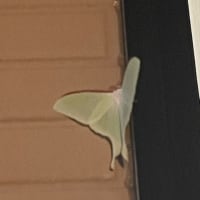 幸運の兆し！？