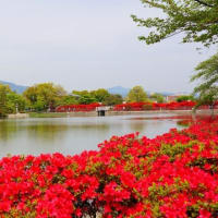 長岡天滿宮的杜鵑花